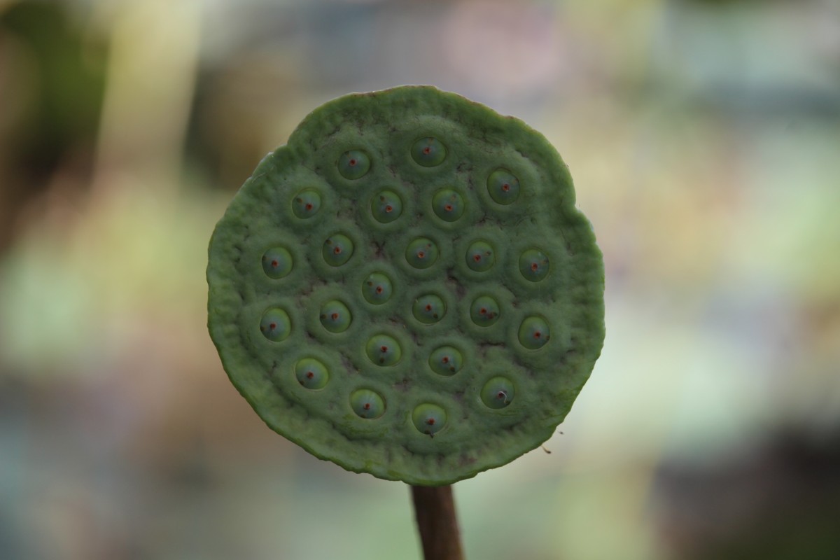 Nelumbo nucifera Gaertn.